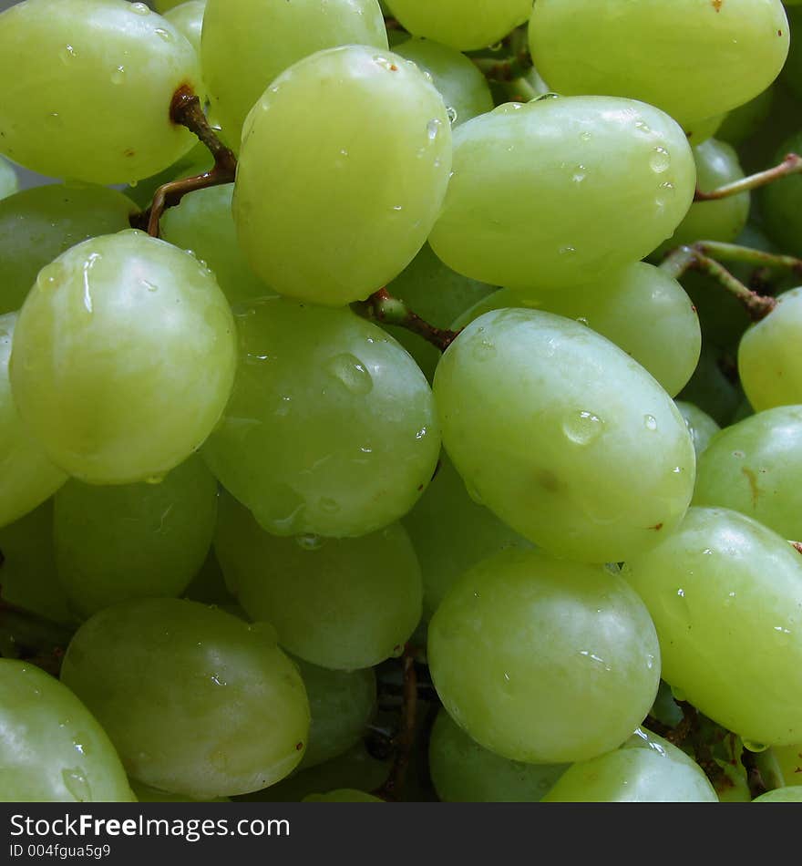 A freshly-washed bunch of grapes. A freshly-washed bunch of grapes