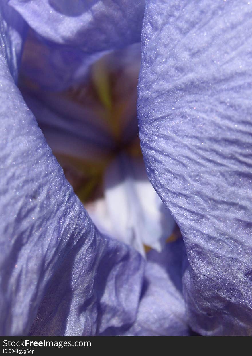 Iris macro