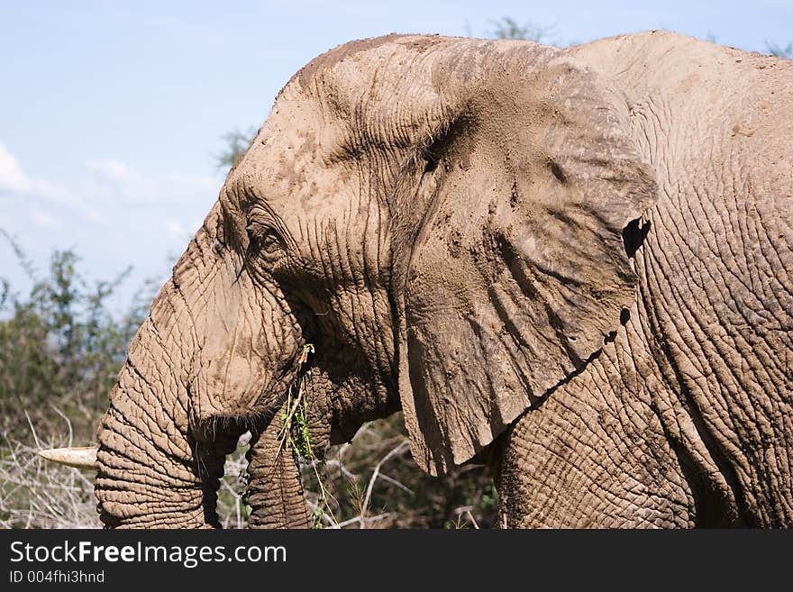 Elephant Series. South Africa. Pilanesburg. Elephant Series. South Africa. Pilanesburg