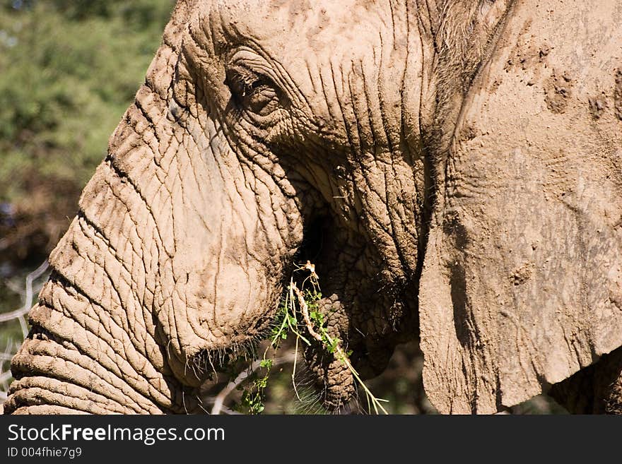 Elephant Series. South Africa. Pilanesburg. Elephant Series. South Africa. Pilanesburg