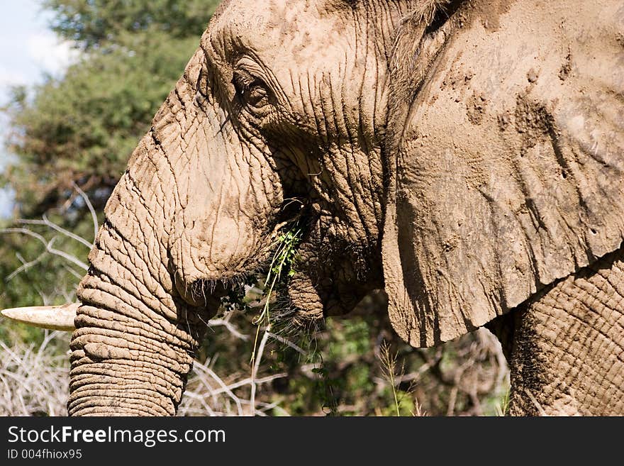 Elephant Series. South Africa. Pilanesburg. Elephant Series. South Africa. Pilanesburg