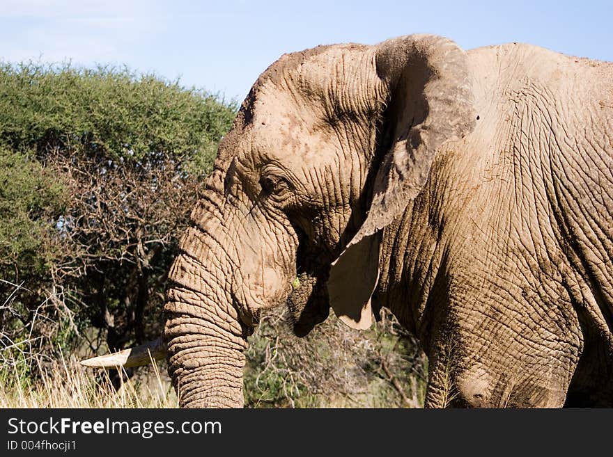 Elephant Series. South Africa. Pilanesburg. Elephant Series. South Africa. Pilanesburg