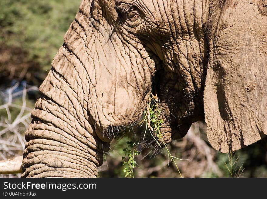 Elephant Series. South Africa. Pilanesburg. Elephant Series. South Africa. Pilanesburg