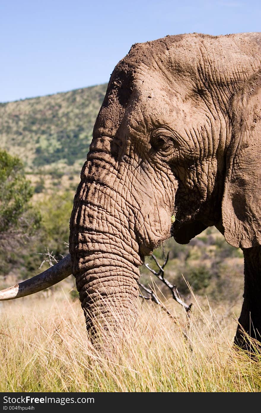 Elephant Series. South Africa. Pilanesburg. Elephant Series. South Africa. Pilanesburg