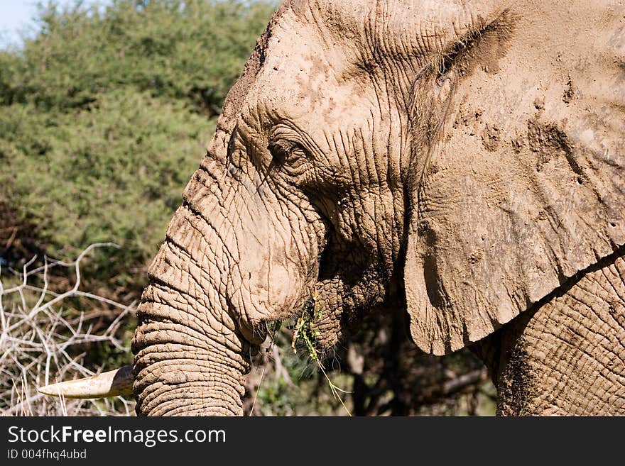 Elephant Series. South Africa. Pilanesburg. Elephant Series. South Africa. Pilanesburg