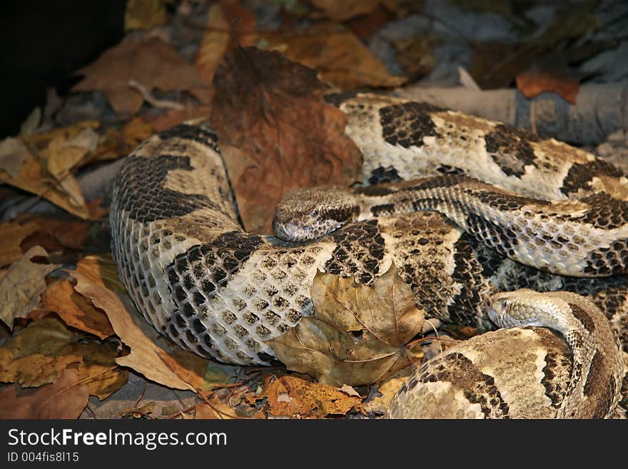 Snake in the leaves