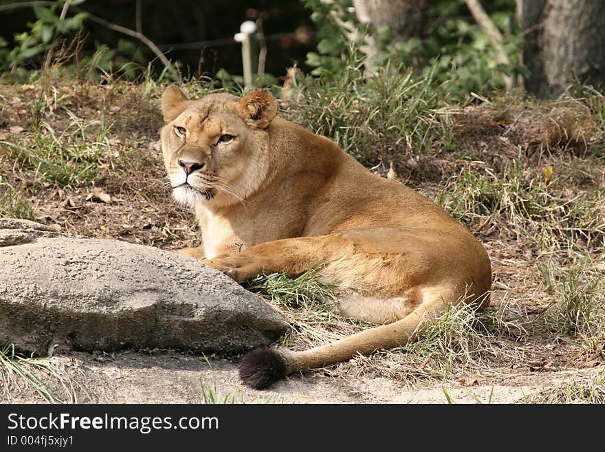 Lioness photo taken at the Pittsburgh Zoo