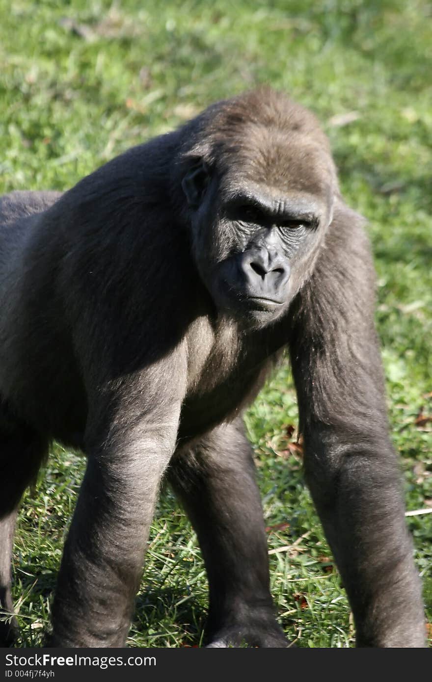 Gorilla Close Up