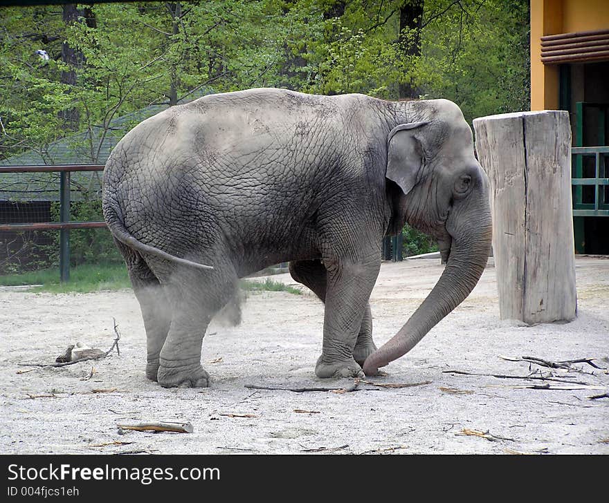 Happy elephant