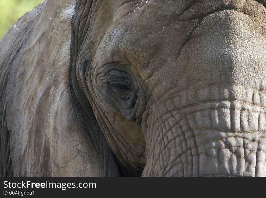 Elephant Close Up