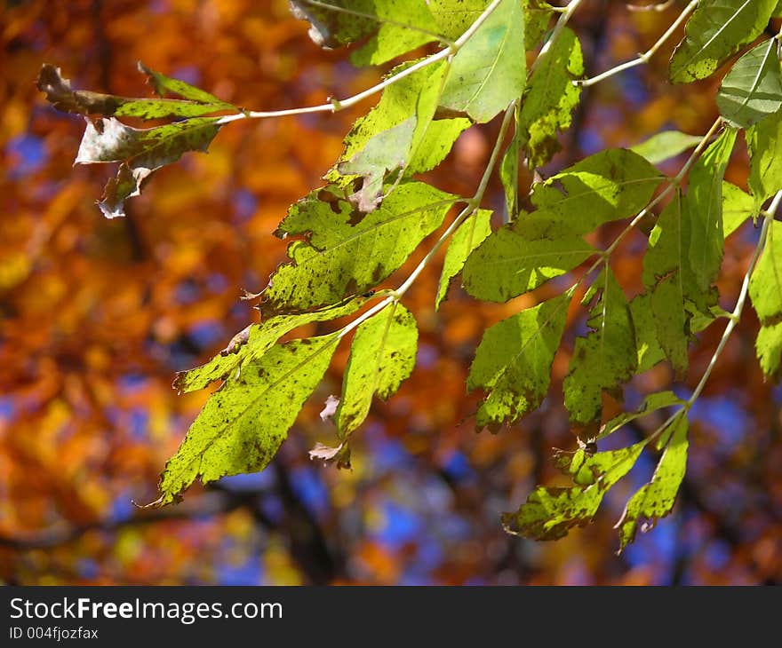 Green autumn leaves on branch