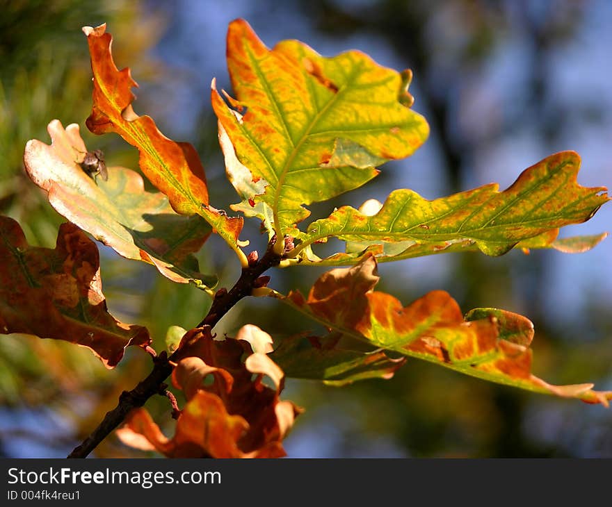 Colourful autumn leaves on branch