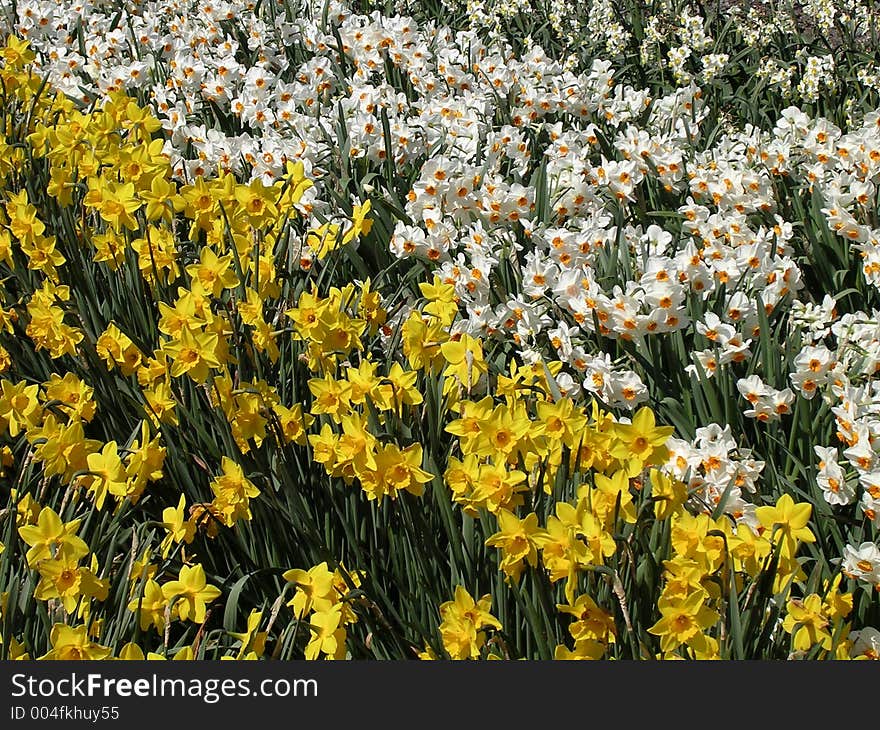 Daffodils, yellow and pale yellow in rows