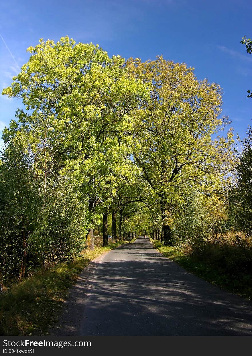 Way among summer / autumn tree on blue sky