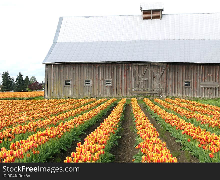 Tulips and rustic barn at the Skagit Valley Tulip Festival in Washington state, USA. Tulips and rustic barn at the Skagit Valley Tulip Festival in Washington state, USA