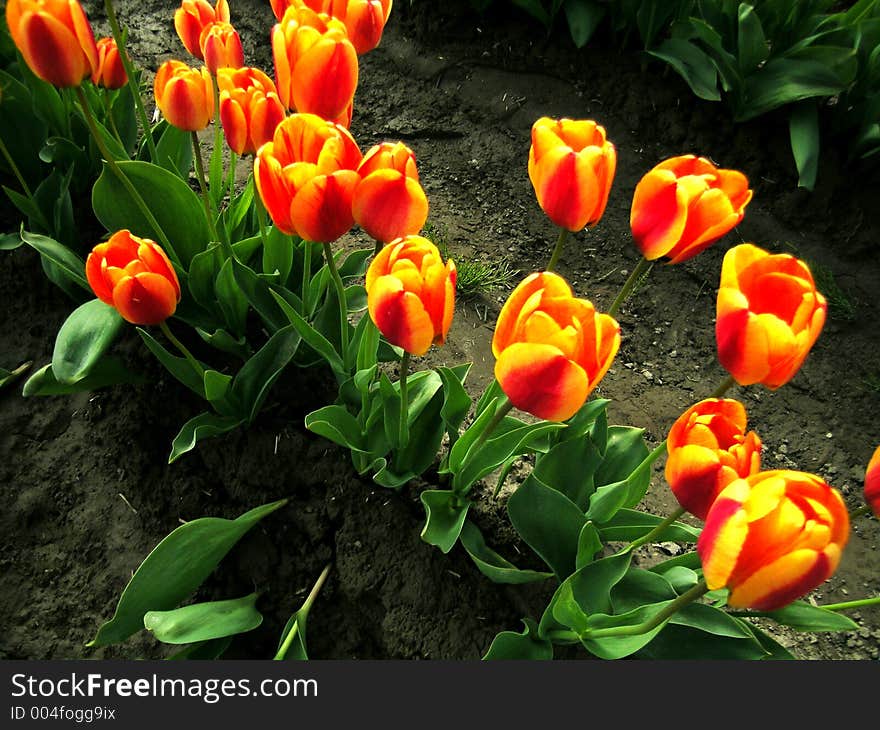 Lovely red and Orange Tulips at the Skagit Valley Tulip Festival in Washington state, USA. Lovely red and Orange Tulips at the Skagit Valley Tulip Festival in Washington state, USA