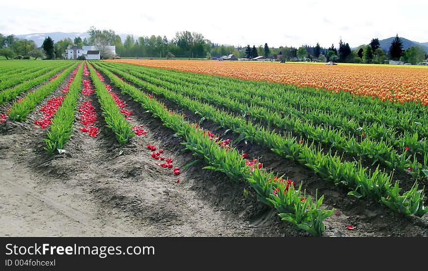 Topped Red and Orange Tulips at the Skagit Valley Tulip Festival in Washington state, USA. Topped Red and Orange Tulips at the Skagit Valley Tulip Festival in Washington state, USA