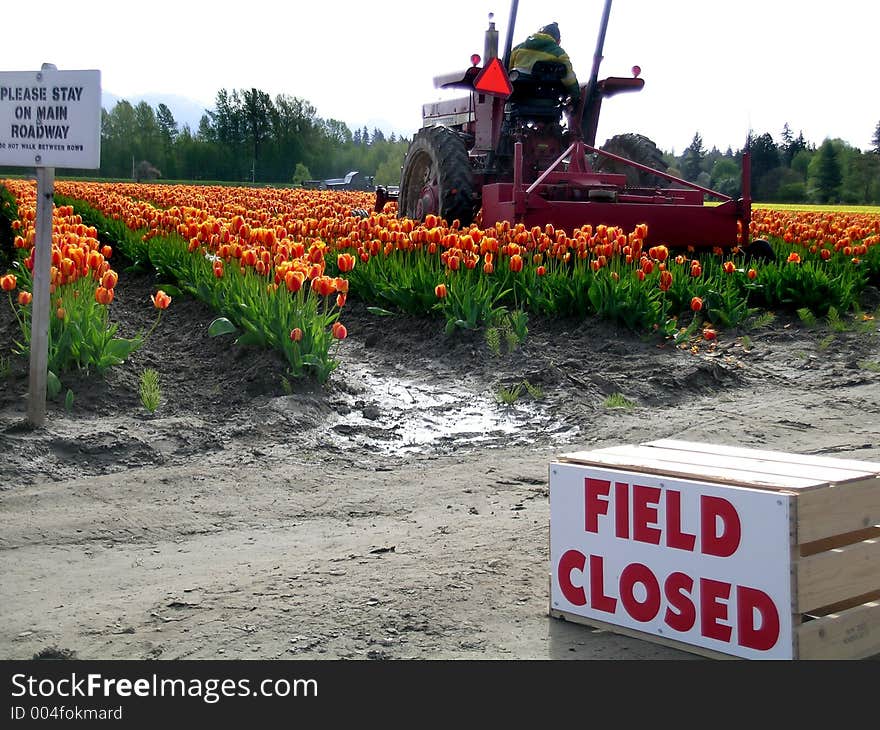 The end of the season results in the tulips being chopped off at the top. The end of the season results in the tulips being chopped off at the top.