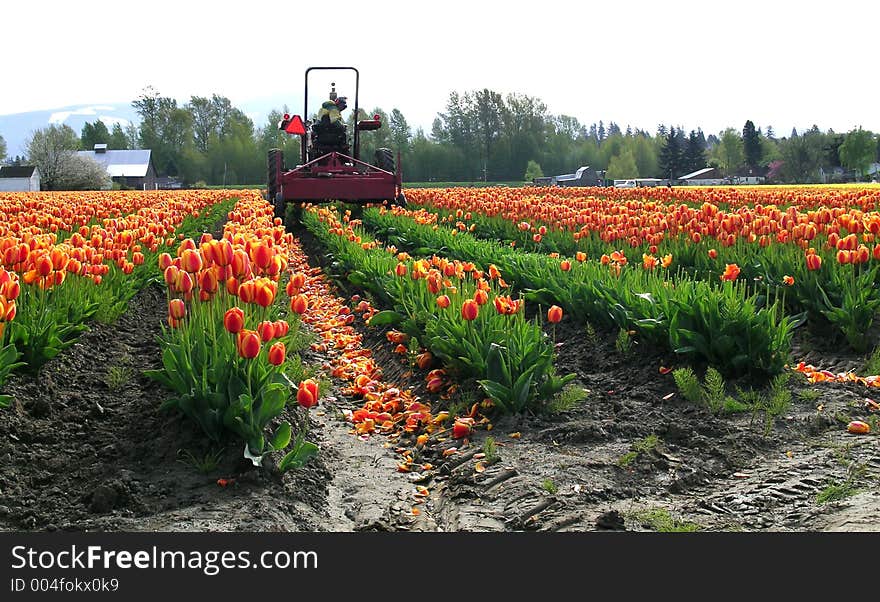 Whacking the tops off the tulips at the Skagit Valley Tulip Festival in Washington state, USA. Whacking the tops off the tulips at the Skagit Valley Tulip Festival in Washington state, USA