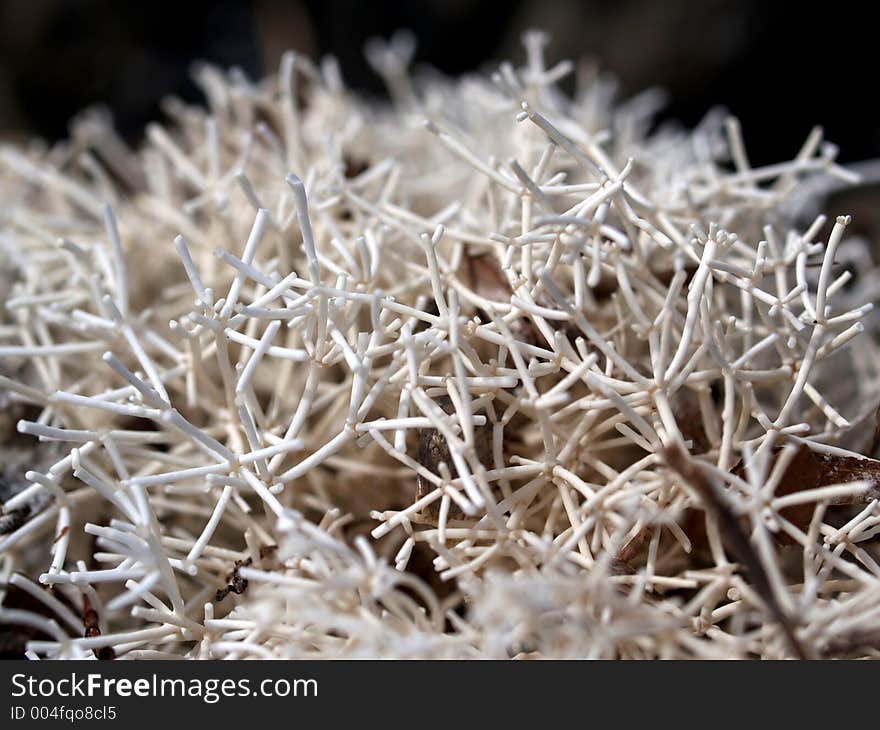 Sponge seaweed macro shot. Similar to coral but soft.