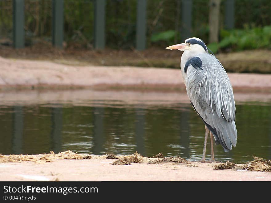 Heron at the water