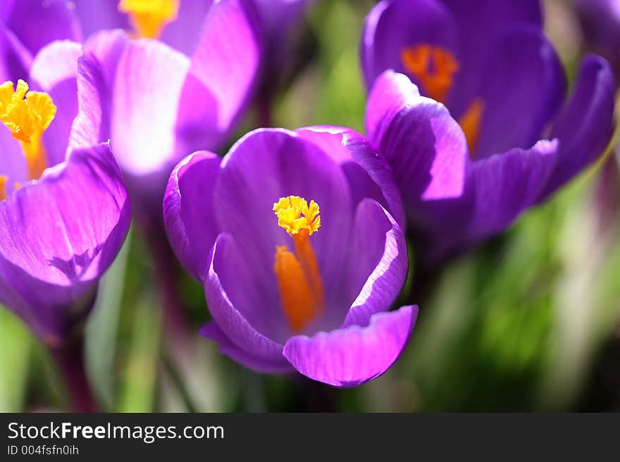 Closeup of crocus petals with bright colors. Closeup of crocus petals with bright colors