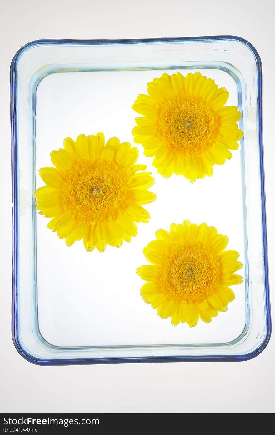 Three blossoms of gerberas in a bowl with water. Three blossoms of gerberas in a bowl with water