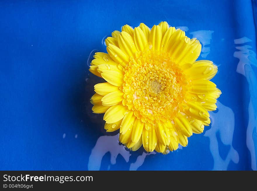 Blossom of a gerbera in blue water. Blossom of a gerbera in blue water