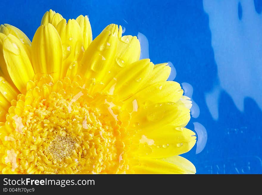 Blossom of a gerbera in blue water. Blossom of a gerbera in blue water