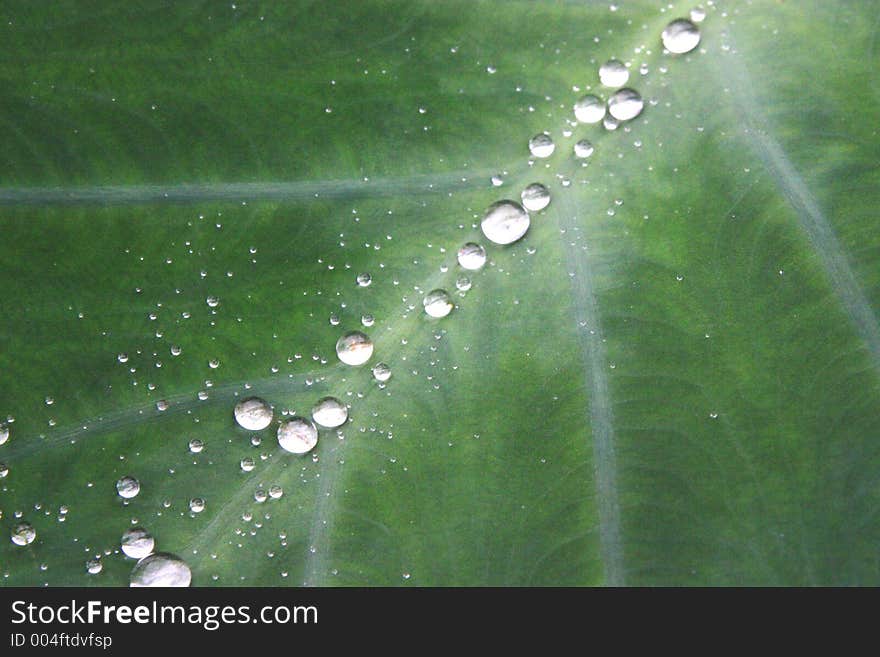 Droplets on a leaf