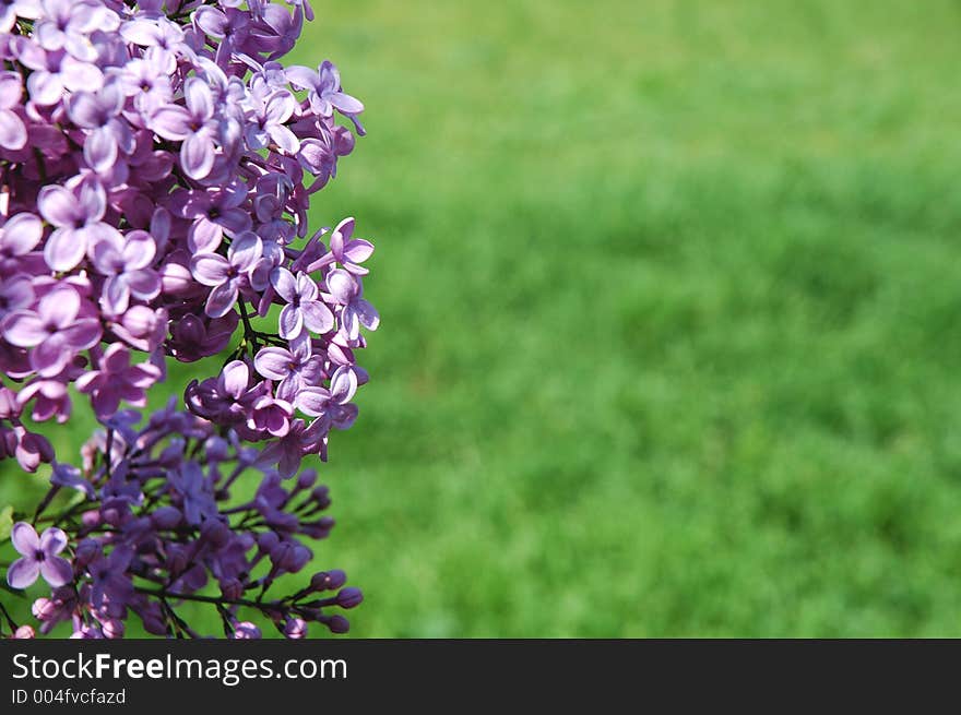 Lilac And Grass Background 1