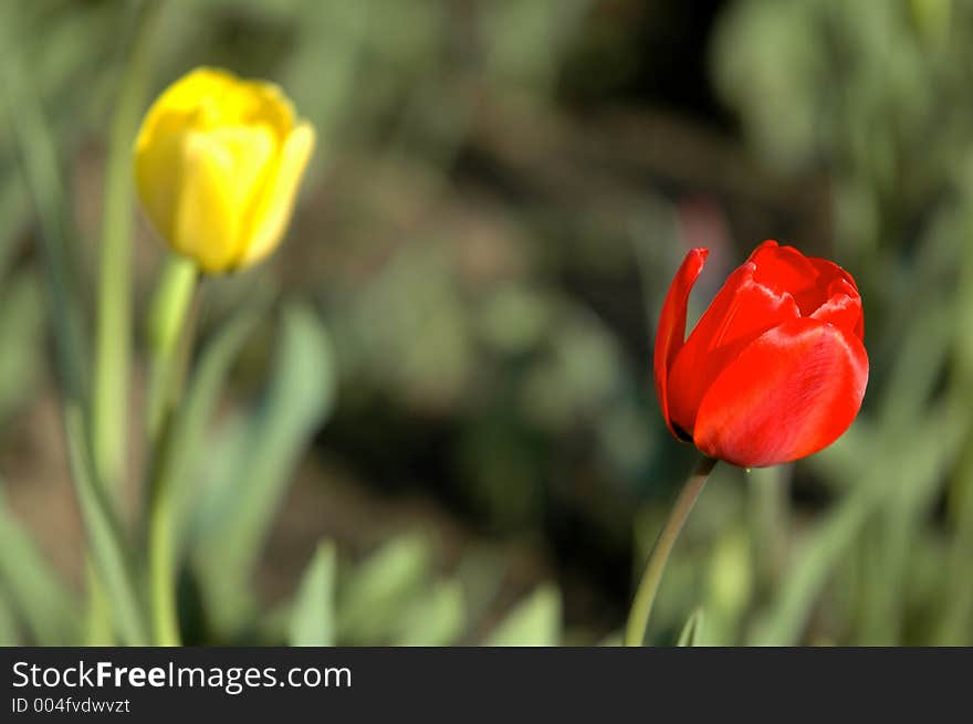 Red And Yellow Tulips