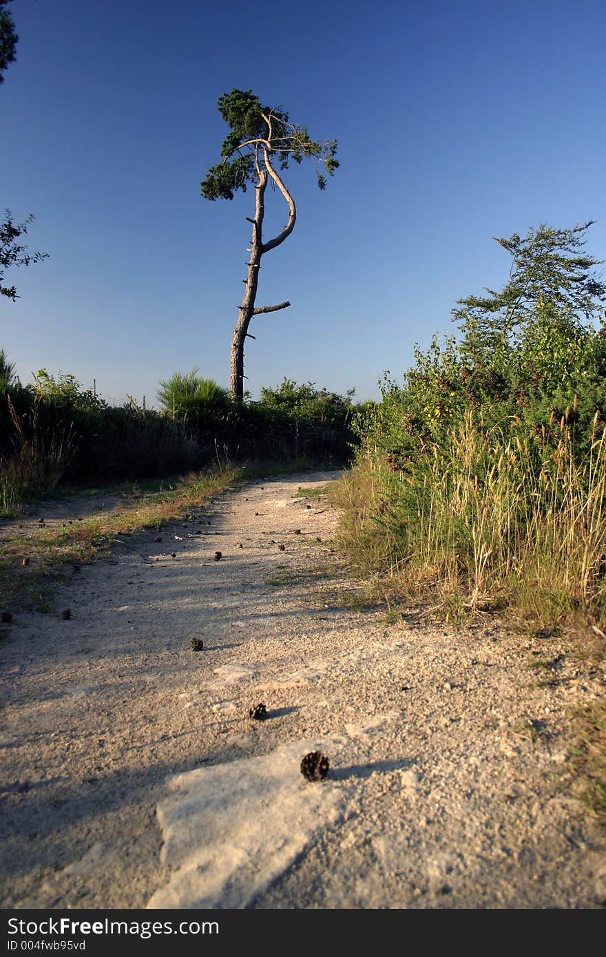 Lonely tree and rural pathway