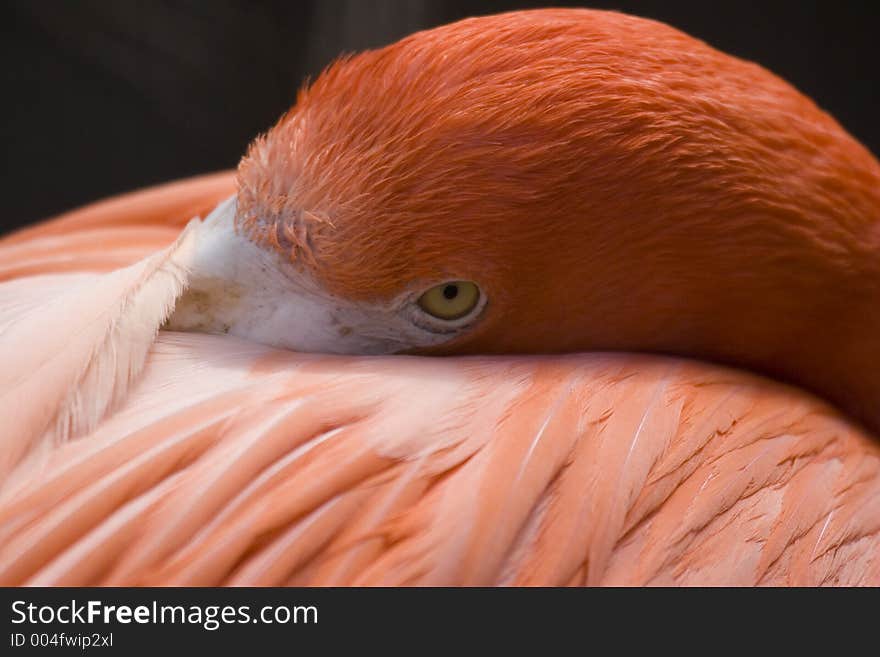 A flamingo closeup