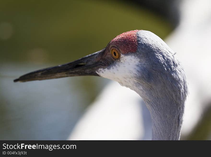 Sandhill Crane