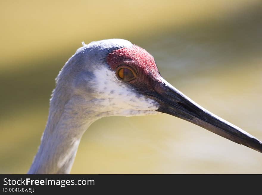 A sandhill crane closeup