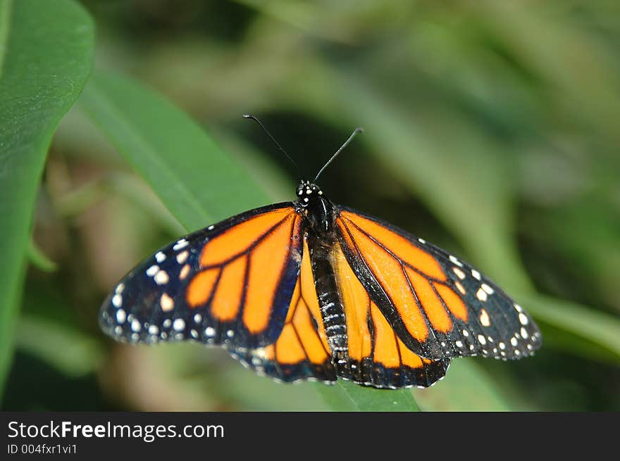 Monarch on leaf close-up