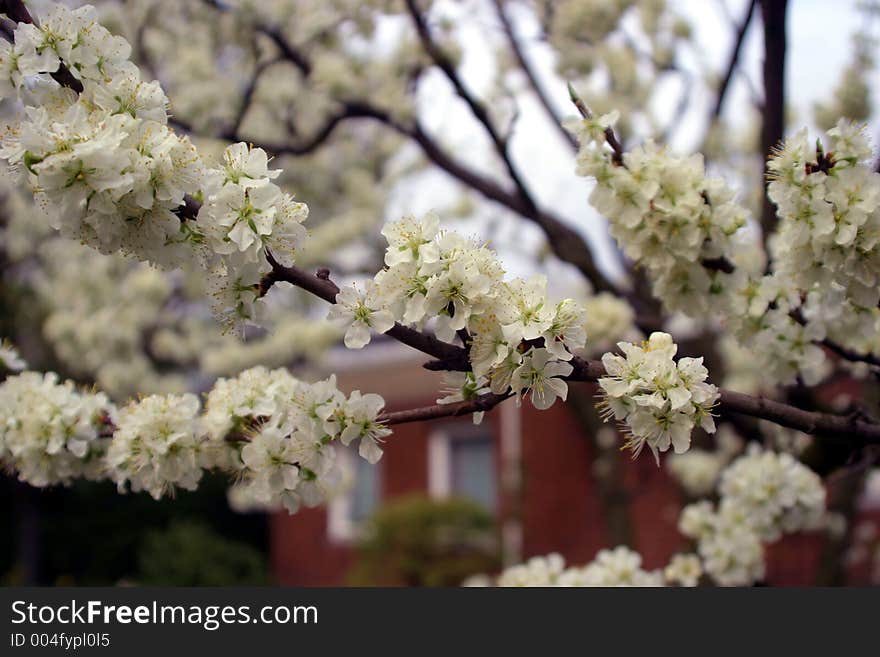 Spring blooming tree