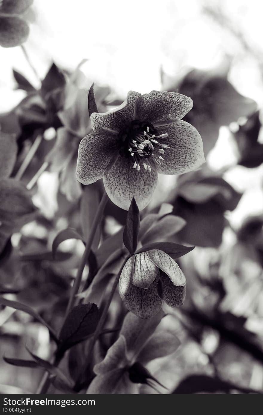 Hellebore