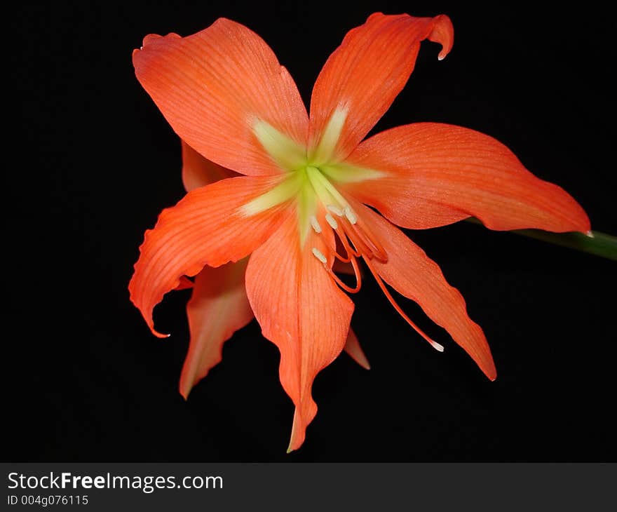 Red amaryllis flower on the black background