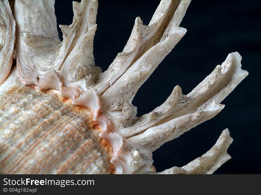 Macro image of the spines on a shell. Macro image of the spines on a shell.