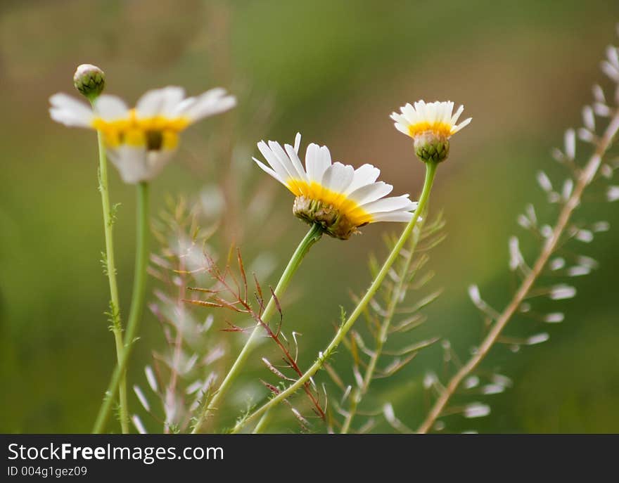 Spring flowers. Spring flowers