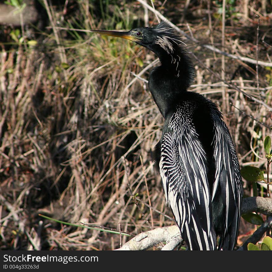 Anhinga In The Bush