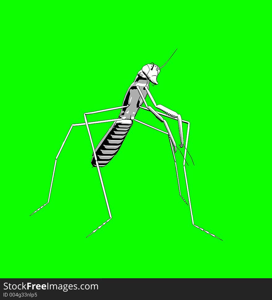 Praying Mantis 2