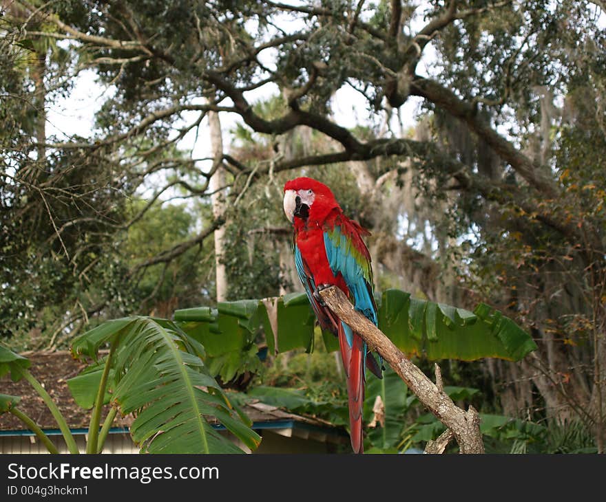 Beautiful Green Winged Macaw in the wild. This is an endangered bird. Beautiful Green Winged Macaw in the wild. This is an endangered bird.