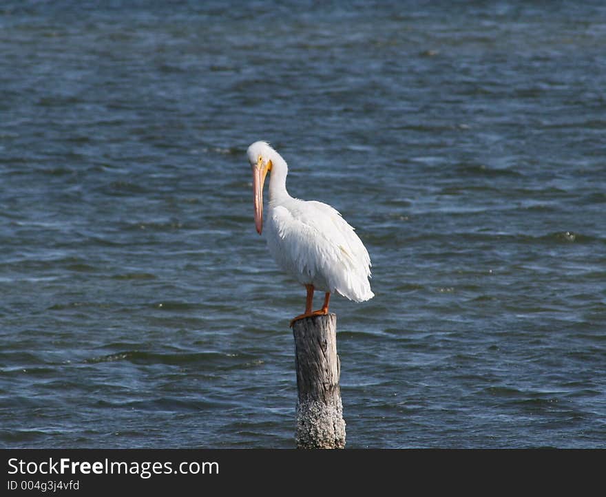 This White Ibis takes a rest on a broken tree stump in the Indian River Lagoon.