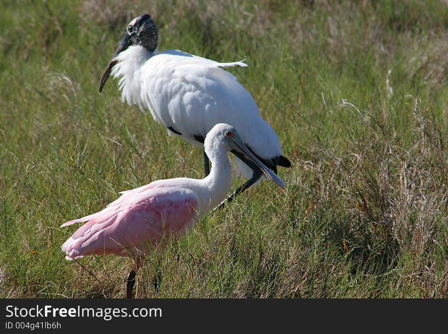 Roseate Spoonbill & Wood Stork