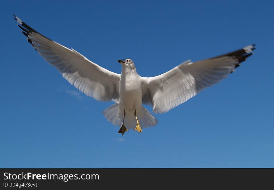 I captured this seagull in flight just as he spread his wings to the maximum. I captured this seagull in flight just as he spread his wings to the maximum.