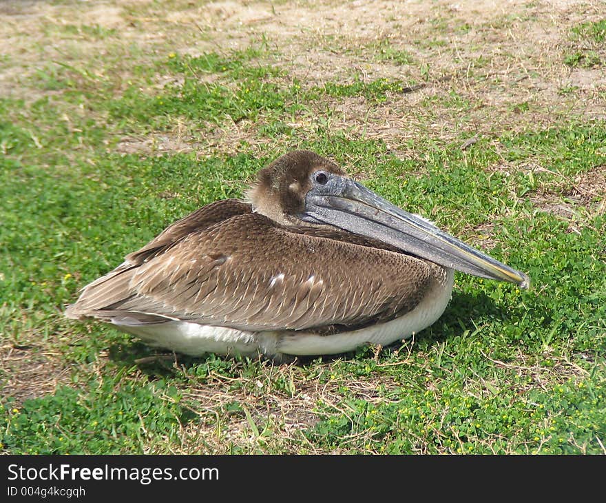 Tired Pelican