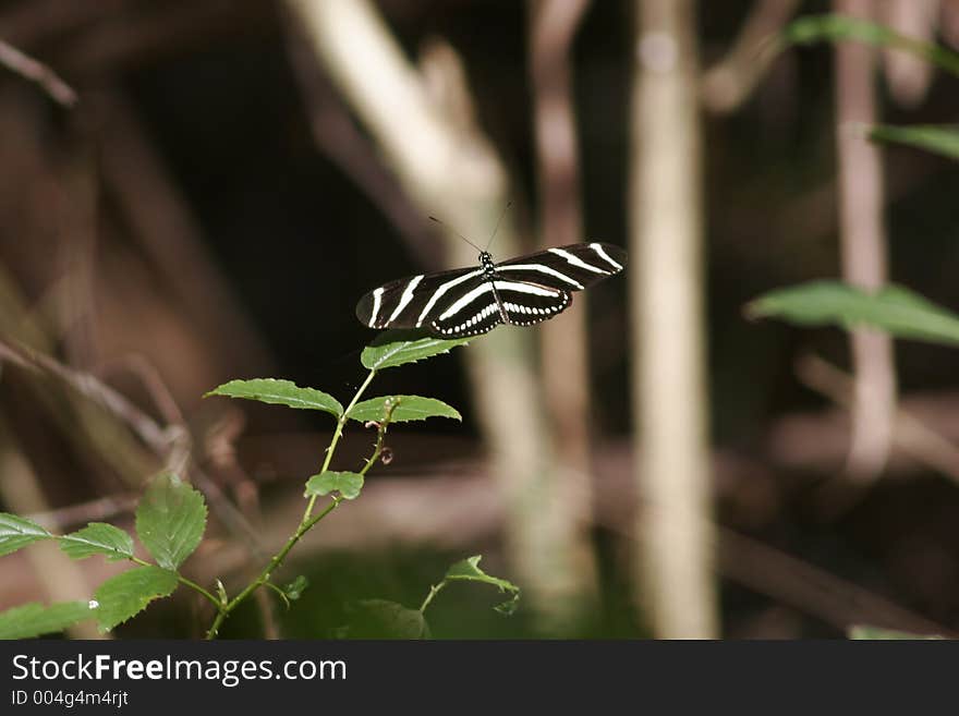 Zebra Longwing